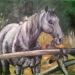 Cavallo curioso - Il presente dipinto raffigura un cavallo che pascola liberamente a ridosso di un bosco e che ci osserva incuriosito. 
Il ritratto fa parte di una collezione privata.